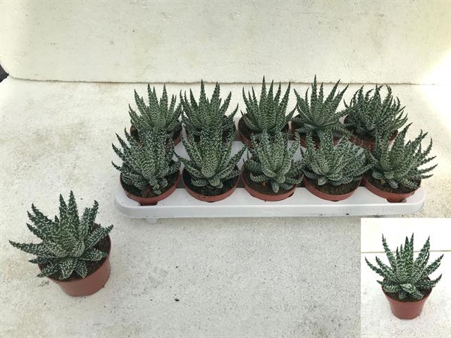 <h4>ALOE HUMILIS</h4>