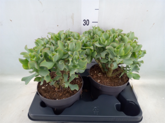 <h4>Crassula arborescens 'Curly'</h4>