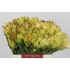 Leucadendron Goldstrike