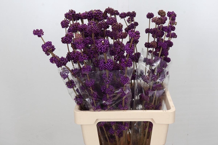 <h4>Callicarpa Bodinieri Var Giraldii</h4>