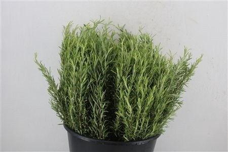 <h4>ROSMARINUS OFFICINAL</h4>