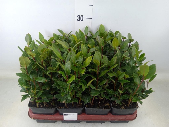 <h4>Laurus nobilis</h4>