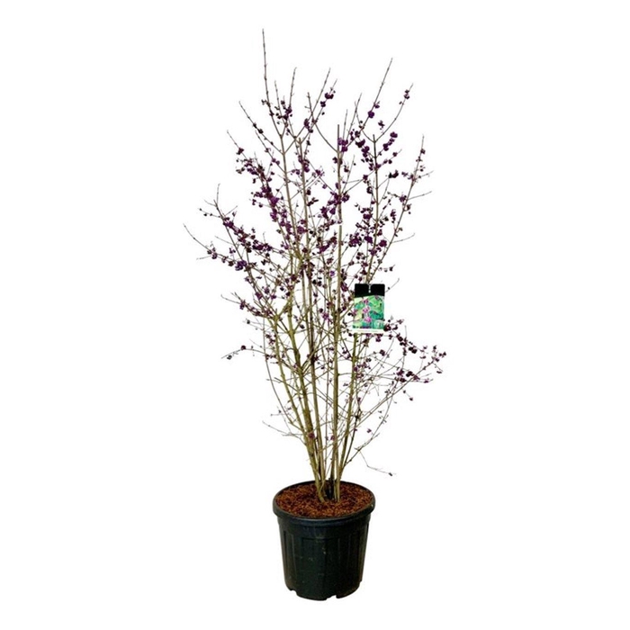 <h4>Callicarpa bodinieri 'Profusion'</h4>