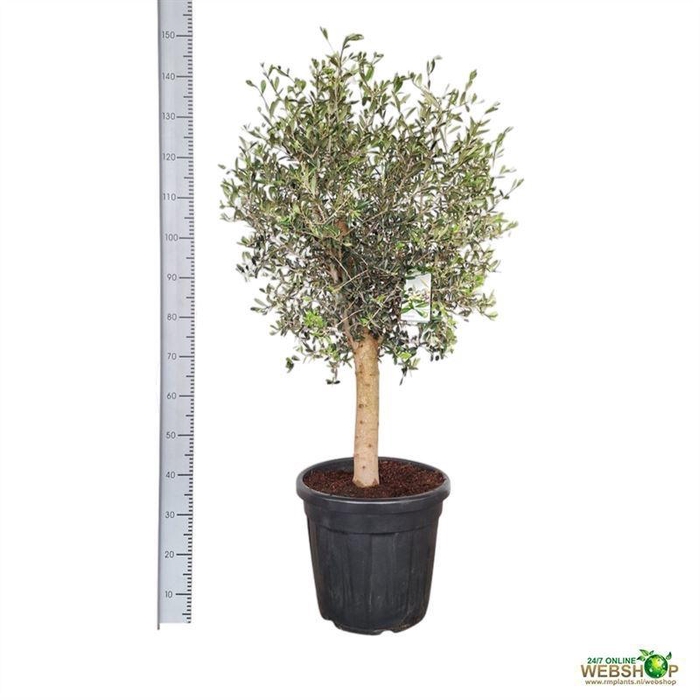 <h4>OLEA EUROPAEA</h4>