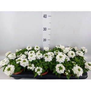 Verbena  'Aztec White Magic'