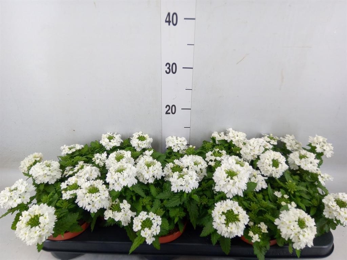 <h4>Verbena 'Aztec White Magic'</h4>