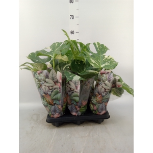 Monstera   ...