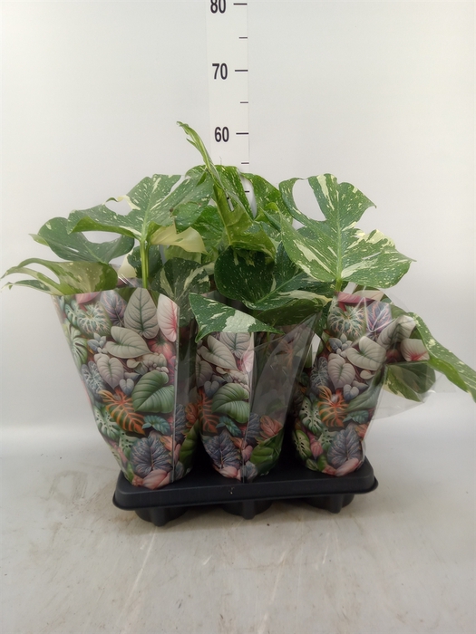 <h4>Monstera   ...</h4>