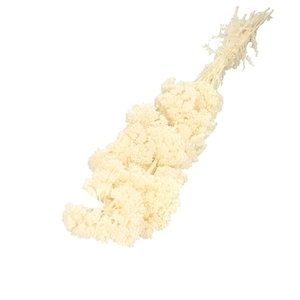 Dried flowers Achillea 65cm x12