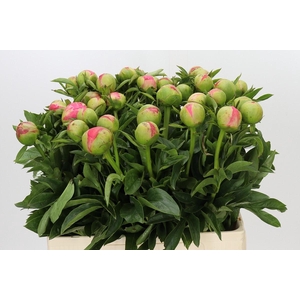 Paeonia Coral Sunset