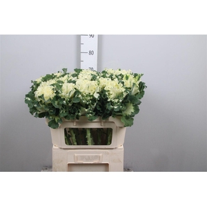 Brass Crane Ru White