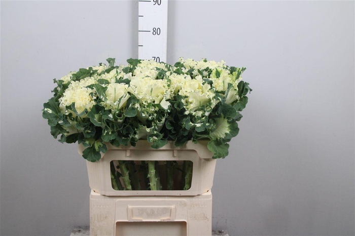 <h4>Brass Crane Ru White</h4>