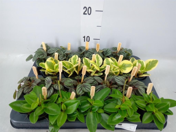 <h4>Peperomia ...mix</h4>