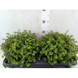 Callisia repens