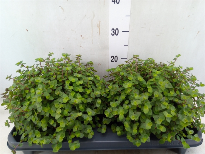 <h4>Callisia repens</h4>