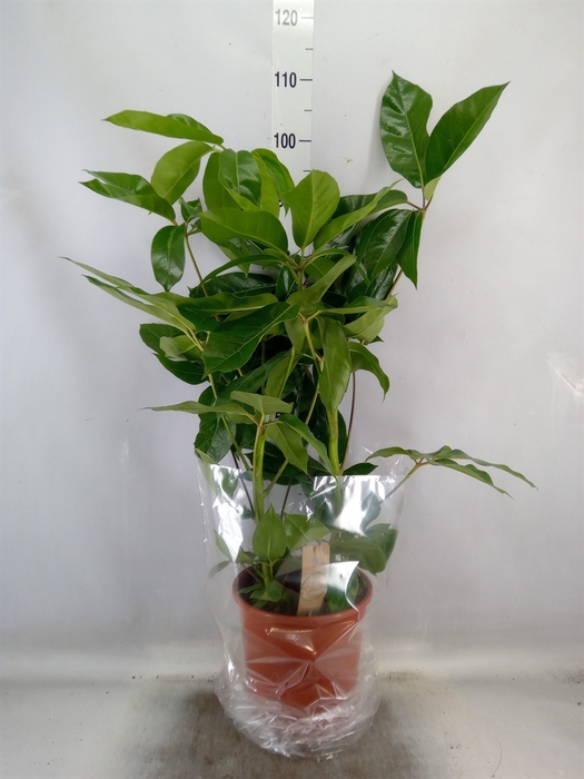 <h4>Schefflera actin. 'Amate'</h4>