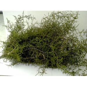 ASP SPRENGERI WILD STEM
