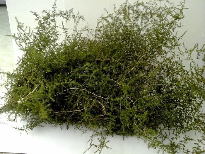 <h4>ASP SPRENGERI WILD STEM</h4>