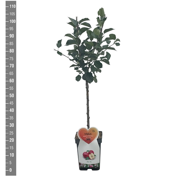 <h4>Malus d. Discovery, Patioboom</h4>