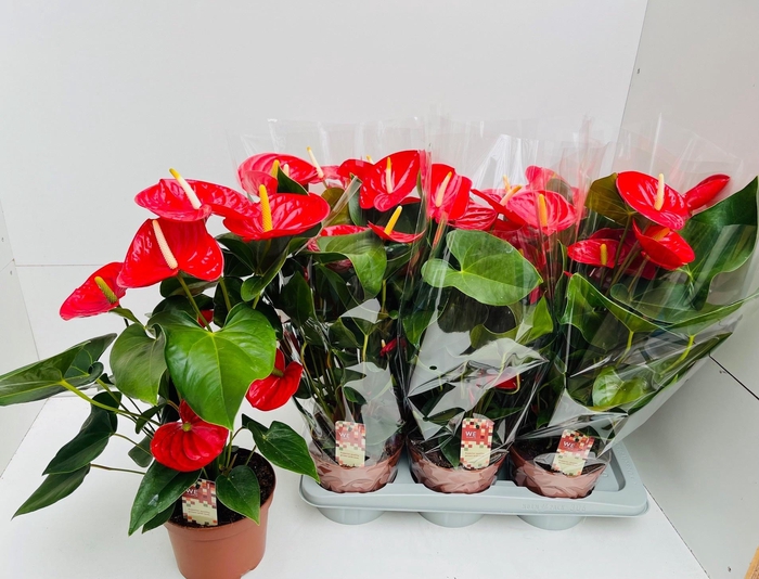 <h4>ANTHU AN IDAHO</h4>