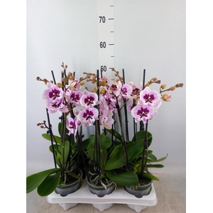 Phalaenopsis   ...