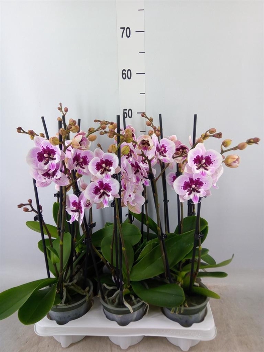 <h4>Phalaenopsis ...</h4>