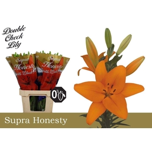 Lilium LA Honesty
