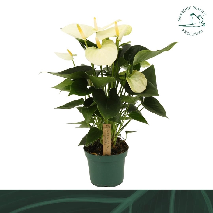 <h4>Anthurium andr. 'Samora'</h4>