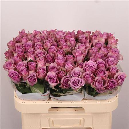 <h4>R Gr Nightingale!</h4>