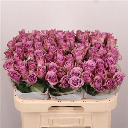 <h4>R Gr Nightingale!</h4>