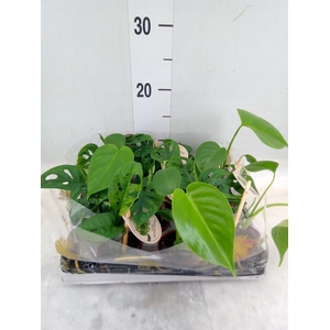 Monstera   ...