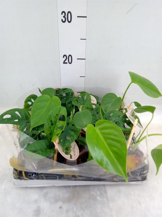 <h4>Monstera   ...</h4>