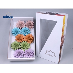 Echeveria Paint Pastel Mix (wincx) Cutfl