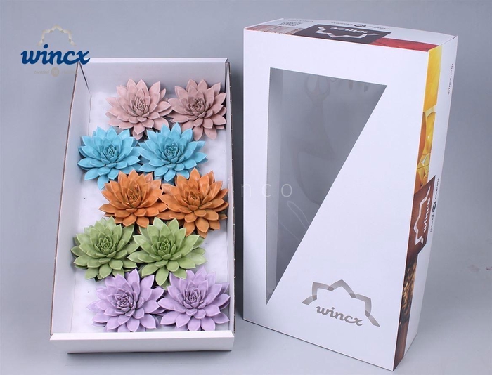 <h4>Echeveria Paint Pastel Mix (wincx) Cutfl</h4>