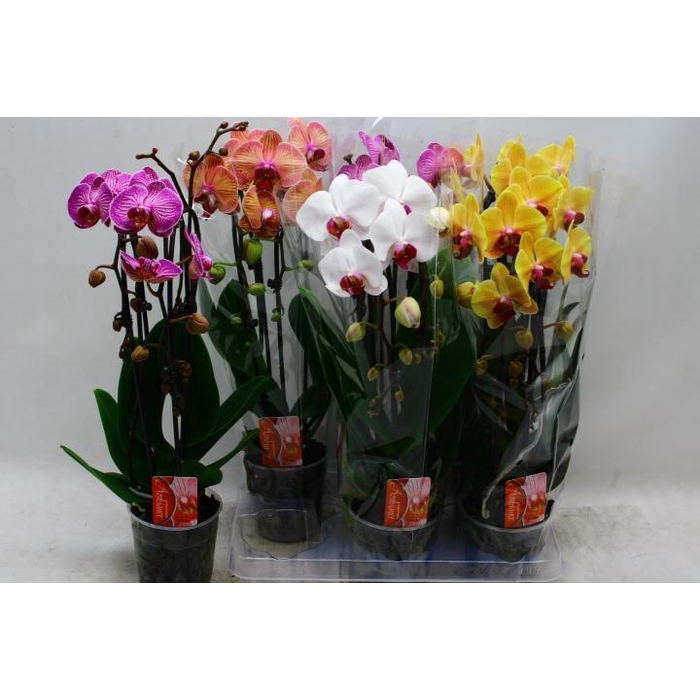 <h4>PHAL EL CASCADE</h4>