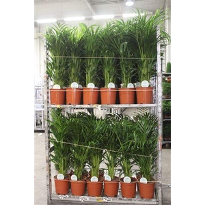 Dypsis Lutescens 25pp 100cm