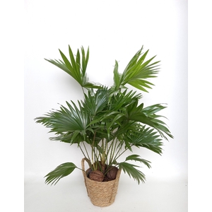 LIVISTONA ROTUNDIFOL