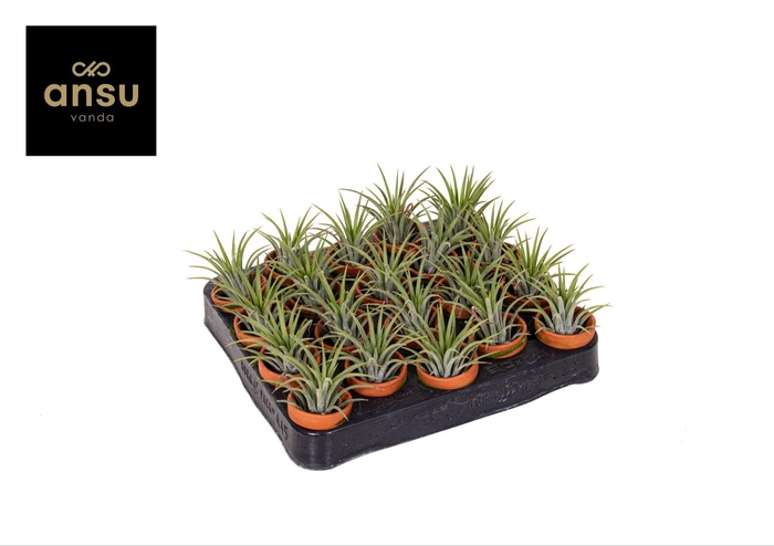 <h4>Tillandsia ionantha</h4>