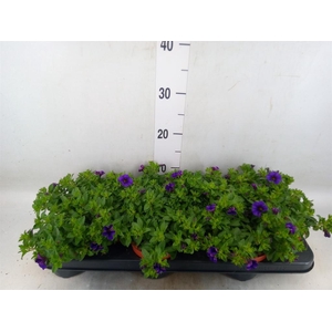 Calibrachoa  'Minifam Dk Blue'