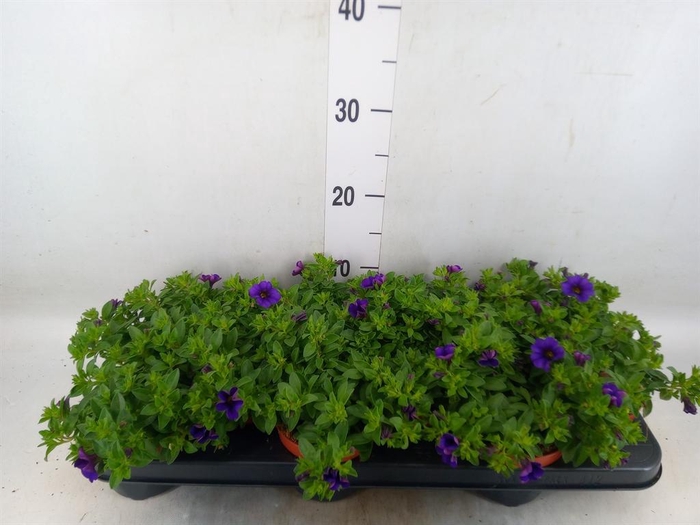 <h4>Calibrachoa  'Minifam Dk Blue'</h4>