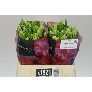 Hyacinthus Or Delft Blue