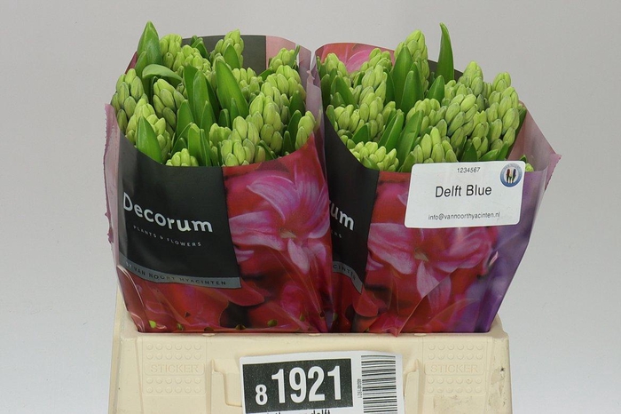 <h4>Hyacinthus Or Delft Blue</h4>