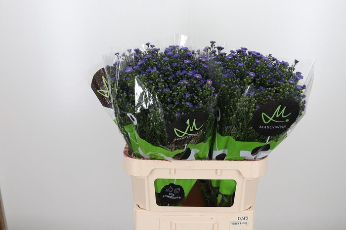 <h4>Ast Teeny Tiny Blue</h4>