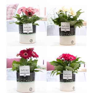 Gerbera belicht 2+ in Pure Illusion luxe keramiek