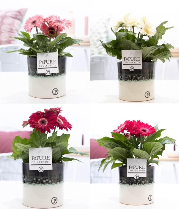 <h4>Gerbera belicht 2+ in Pure Illusion luxe keramiek</h4>