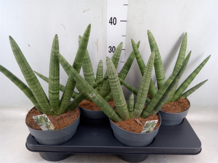 <h4>Sansevieria cyl. 'Boncel'</h4>