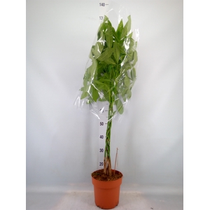 Pachira aquatica