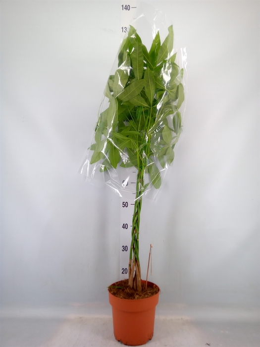 <h4>Pachira aquatica</h4>