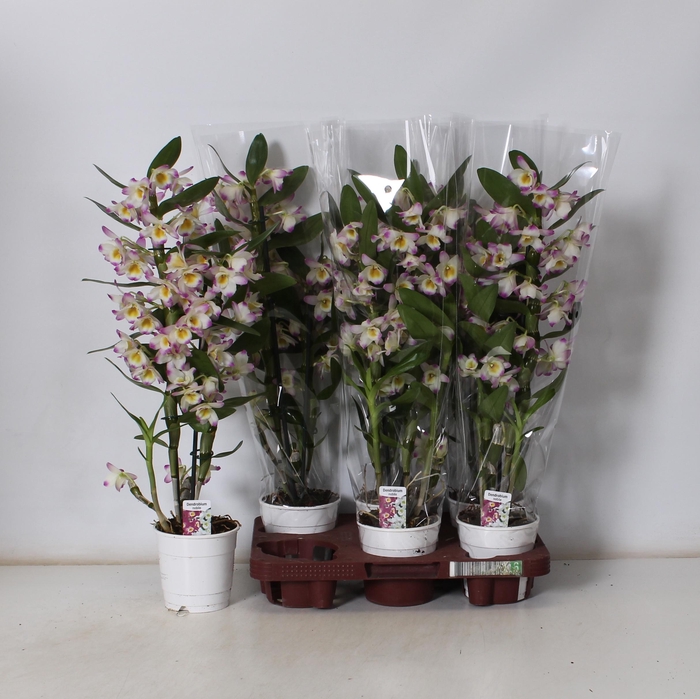 <h4>DENDR N BRIGHT EYES</h4>