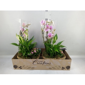 Arr.  Phalaenopsis  H%